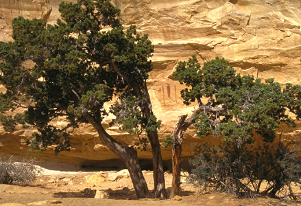 Sinbad B.JPG (141552 bytes)